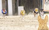 Basenji (1009)
